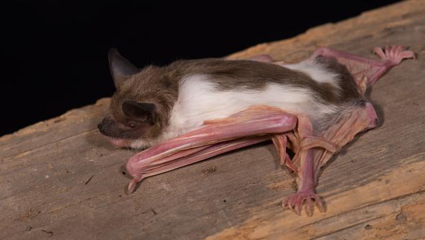 Bina, één van de twee jonge laatvliegers met een kleurafwijking.