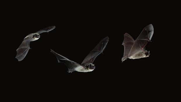 Tweekleurige vleermuis vliegend. Foto: Keith Redford en Jeroen van der Kooij