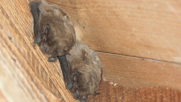 Ruige dwergvleermuis