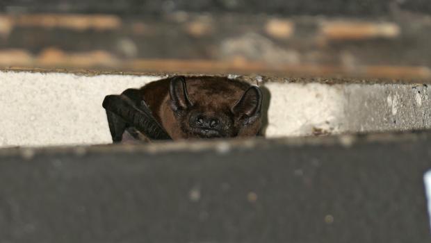 Rosse vleermuis in een vleermuiskast.