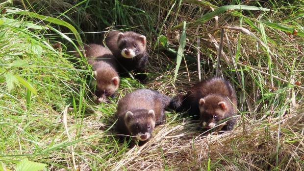 Bunzingfamilie in het Weerterbos (bron: Toos Clerx van Winkel)