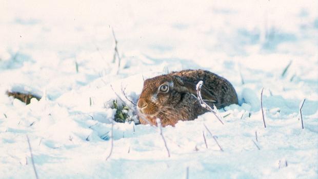 Haas in winters landschap