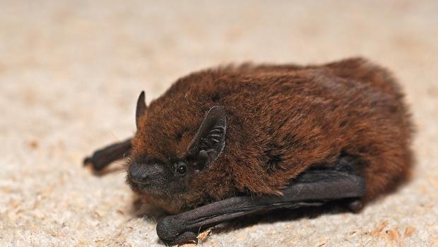 Gewone dwergvleermuis