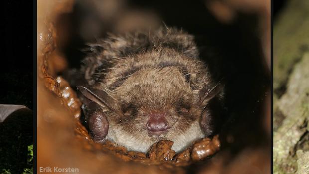 Grootoorvleermuis, meervleermuis en laatvlieger