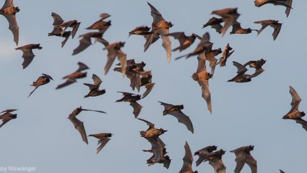 Mexicaanse vleermuizen zijn plaaginsectenvreters.