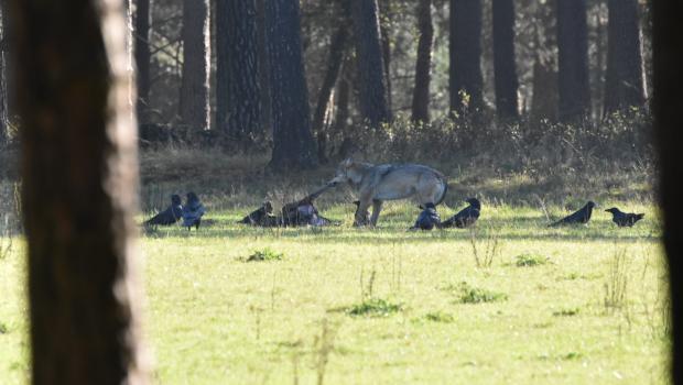 Raven en wolf bij kadaver van edelhert op de Veluwe (Sjaak van Doorn)