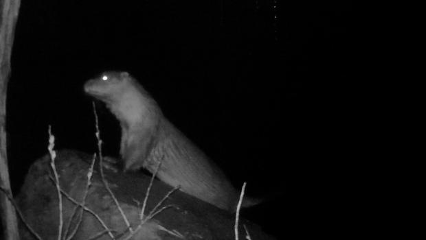 Otter bereikt Amsterdam