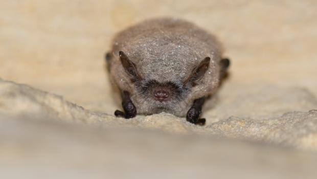 Brandts vleermuis in winterslaap