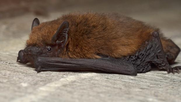 Gewone dwergvleermuis - Gilles San Martin 