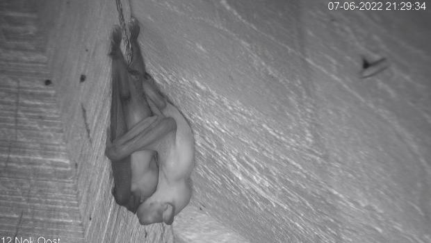 Twee laatvliegerjongen bij elkaar op hun moeder aan het wachten totdat zij terugkomt van het foerageren. Jongen van de laatvlieger gaan nooit mee uit foerageren. De jongen zijn 1 of 2 dagen oud. 