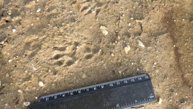 Prenten van een bunzing