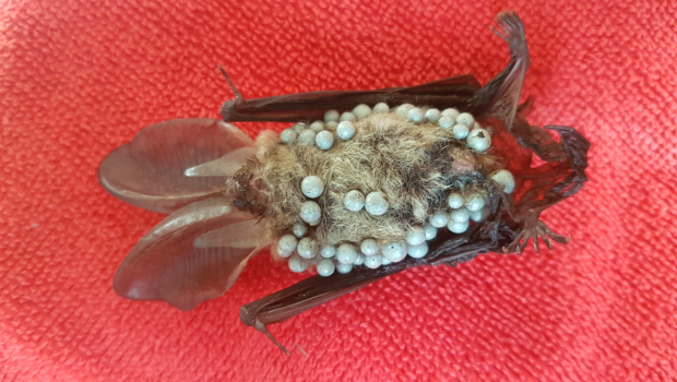 Gewone grootoorvleermuis met isolatiekorrels