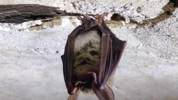 Bechsteins vleermuis (Myotis bechsteinii)in een vleermuiskelder in Zuidwest Drenthe. Foto Eva de Hullu