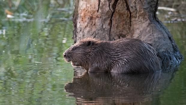 Bever (bron: Edwin Giesbers)