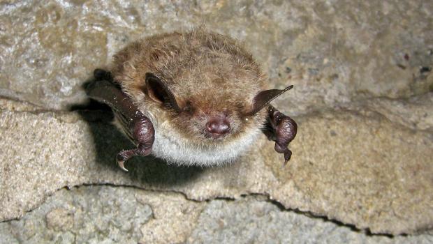 Meervleermuis