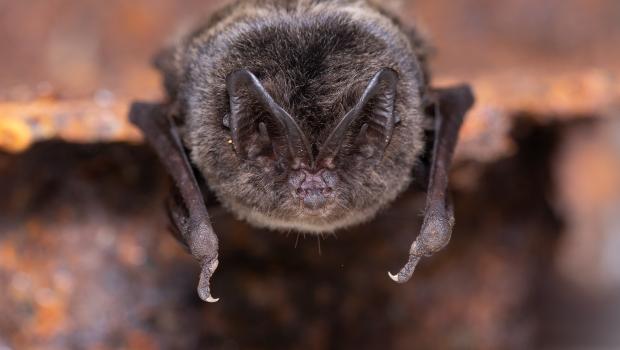 Mopsvleermuis (bron: Joris Verhees)