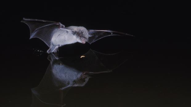 Meervleermuis met te vangen prooi. Bron: Zomer Bruijn