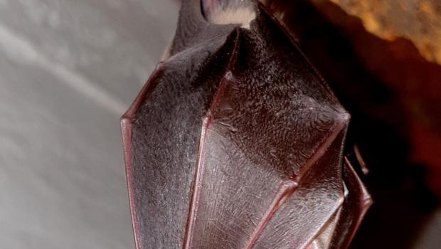 Grote hoefijzerneus in Natura 2000-gebied Solleveld-Kapittelduin, januari 2021. Foto: Kees Mostert.