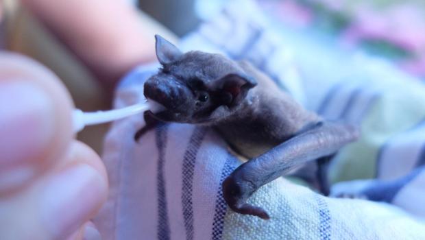 Jonge rosse vleermuis krijgt melk in vleermuisopvang. Foto: Mariska Nieuwenhuizen