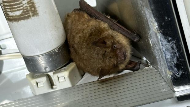 Eén van de twee gevonden individuen van ingekorven vleermuis (lampen staan permanent uit). Foto: Ton Bakker