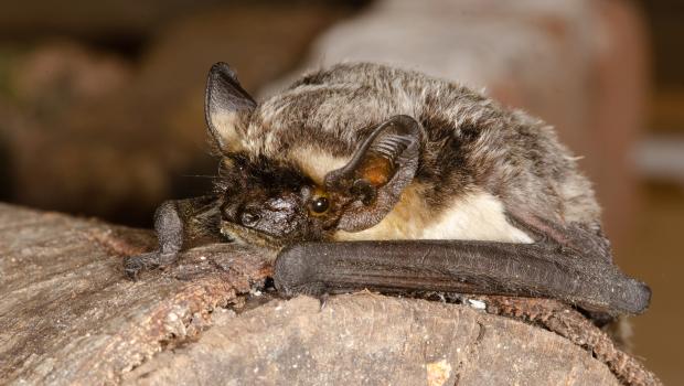Tweekleurige vleermuis (bron: Erik Broer)