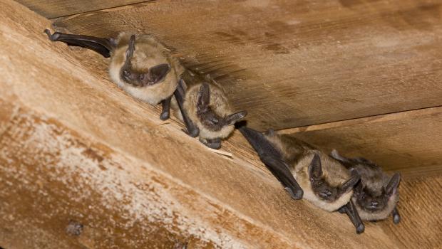 De laatvlieger, behoort tot een van de grotere soorten vleermuizen van Nederland (foto: Paul van Hoof)