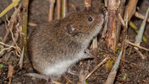 Noordse woelmuis
