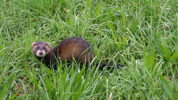Bunzing (© Merijn van den Hoogenhoff)