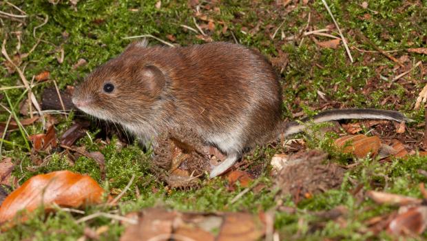 Rosse woelmuis (bron: Wesley Overman)