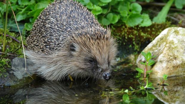 Zorg voor water voor de egel, zodat hij niet ver hoeft te zoeken en lopen om zijn dorst te lessen (bron: Tom Heijnen)