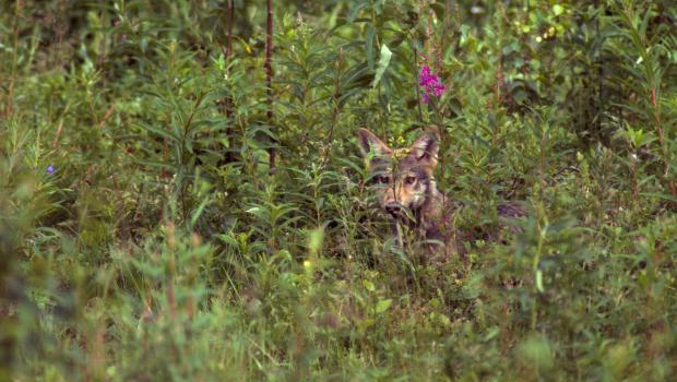 Wolf (bron: Dick Klees)