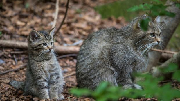 Wilde kat (bron: Dick Klees)