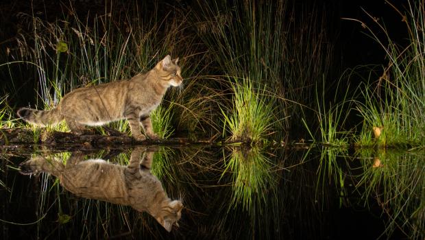 Wilde kat bij beekje (bron: Karl Van Ginderdeuren & Pieter-Jan D'Hondt)