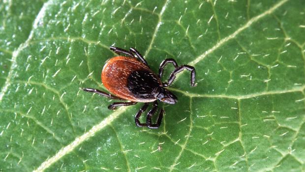 Ixodes scapularis (bron: Scott Bauer)