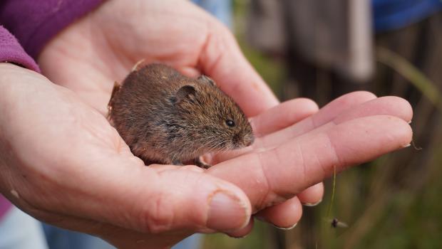 Woelmuis in de hand (bron: Eveline van der Jagt)