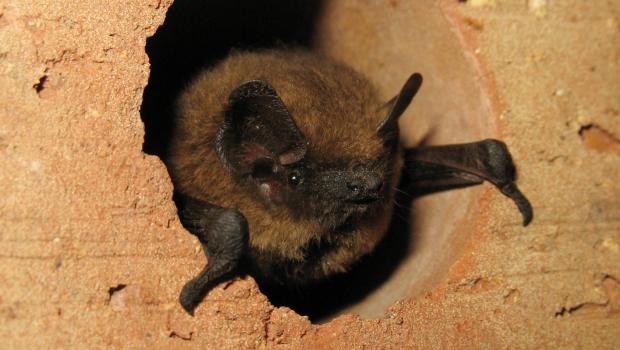 Gewone dwergvleermuis (bron: Erik Korsten)