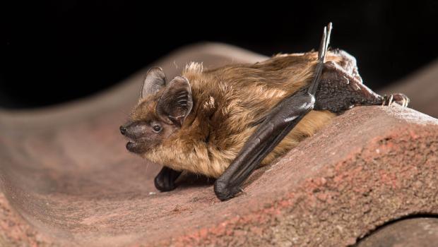 Laatvlieger (bron: Paul van Hoof)