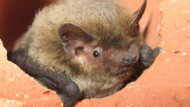 Ruige dwergvleermuis (bron: Erik Korsten)