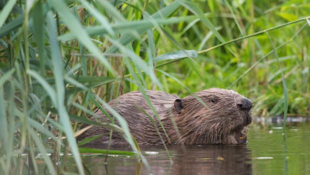 Bevers (bron: Edwin Giesbers)