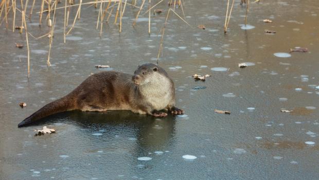 Otter in de winter (bron: Jeroen Reinhold)