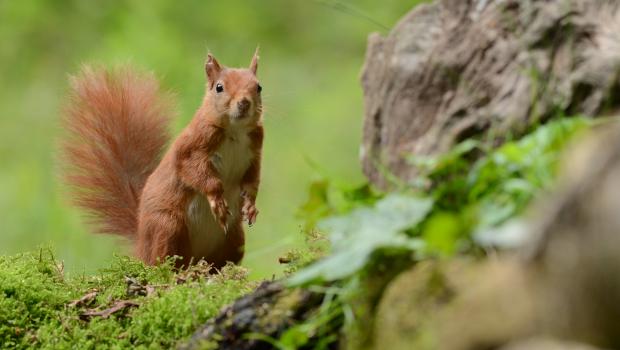 Eekhoorn (bron: Aaldrik Pot)