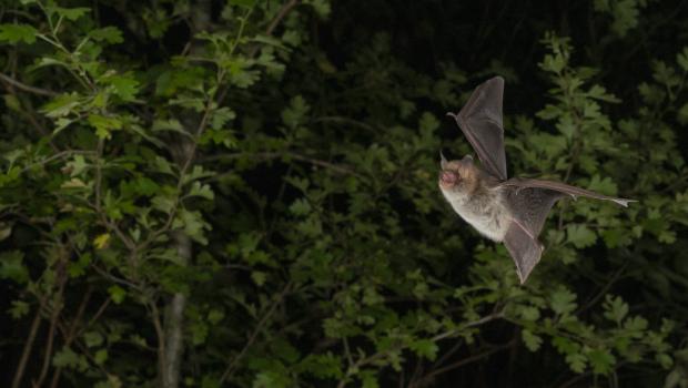 Franjestaart (bron: Johann Prescher)