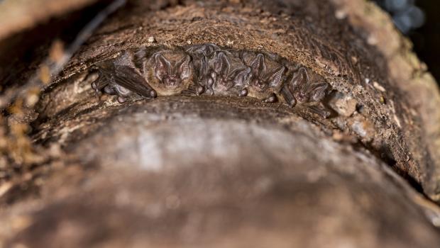Mopsvleermuizen (bron: Christian Giese)