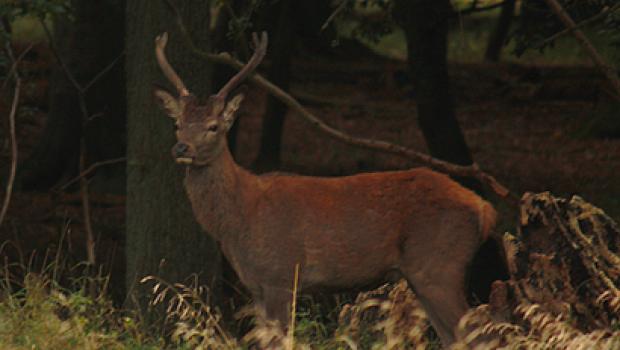 Sikahert (© Maaike Plomp)