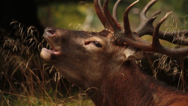 Edelhert (© Maaike Plomp)