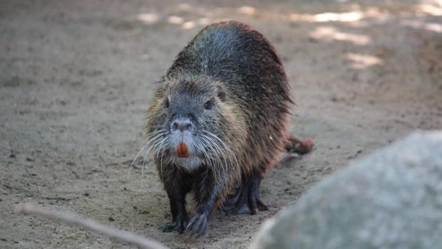 Beverrat (© Maaike Plomp)