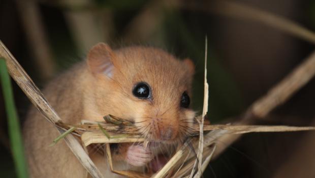 Hazelmuis (© Maaike Plomp)