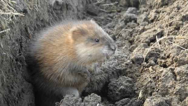 Muskusrat (© Bart Meijer)