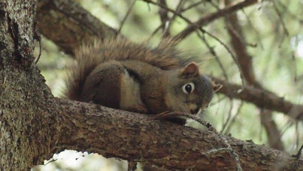 Amerikaanse rode eekhoorn (© Cees Veenema)