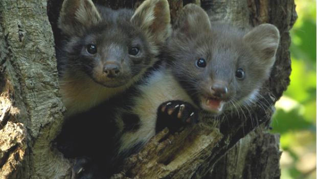 boommarter jongen (© Bram Achterberg)